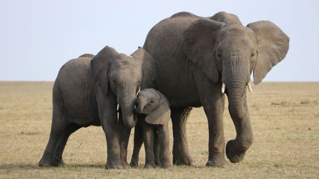 From enormous elephants to tiny shrews: how mammals shape and are shaped by Africa’s landscapes