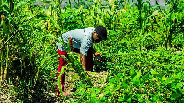Nigerian farmers lack insurance: payouts triggered by weather data offer a solution