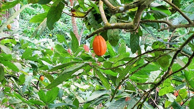 São Tomé - Cacao Plantations Offer Tours and Tastes of World-Class Chocolate