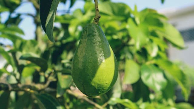 Tanzania’s green gold rush: how avocado waste is hurting farmers and what should be done