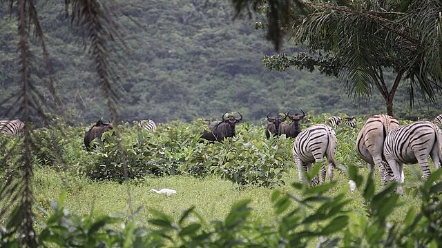 Giraffes_at_Nsele_Park_in_Kinshasa,_DR_Congo
