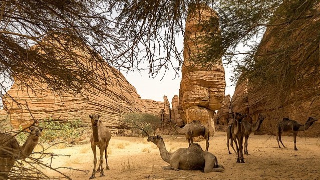 Camels_in_the_Labyrinthe_(Maze)_sandstone_area_of_the_Ennedi,_Chad_(42405451704)