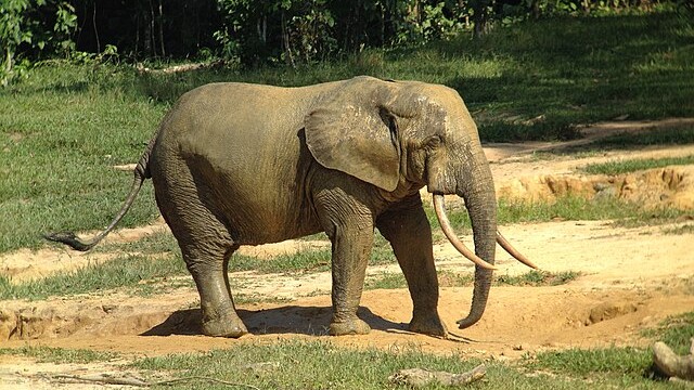 Forest_Elephants,_Dzanga_Bai,_Central_African_Republic_1