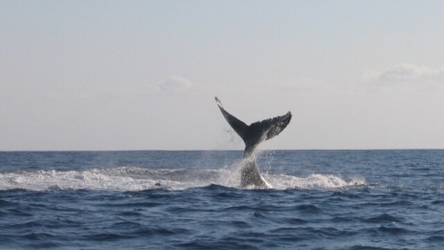 Whale-Mohéli