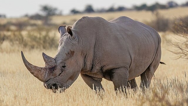 081 White rhinoceros (male) in the Kalahari Desert of Namibia Photo by Giles Laurent