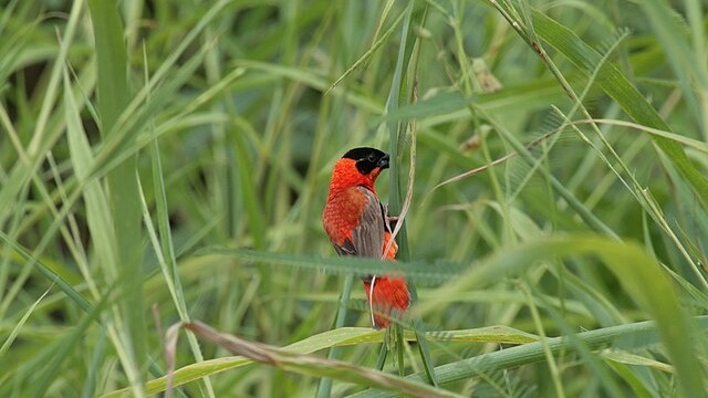 Bird_in_Gambia_0001