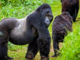 Gorillas of Volcanoes National park