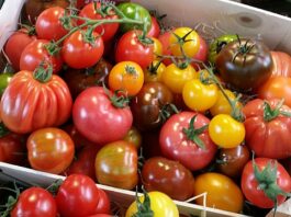 20160528 Whitstable Solanum lycopersicum