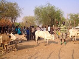 Cattle auction, Lankien, South Sudan (16696217177)
