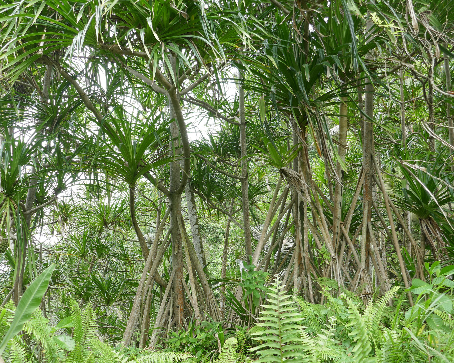 Pandanus thomensis à Ribeira Peixe (São Tomé) (1)